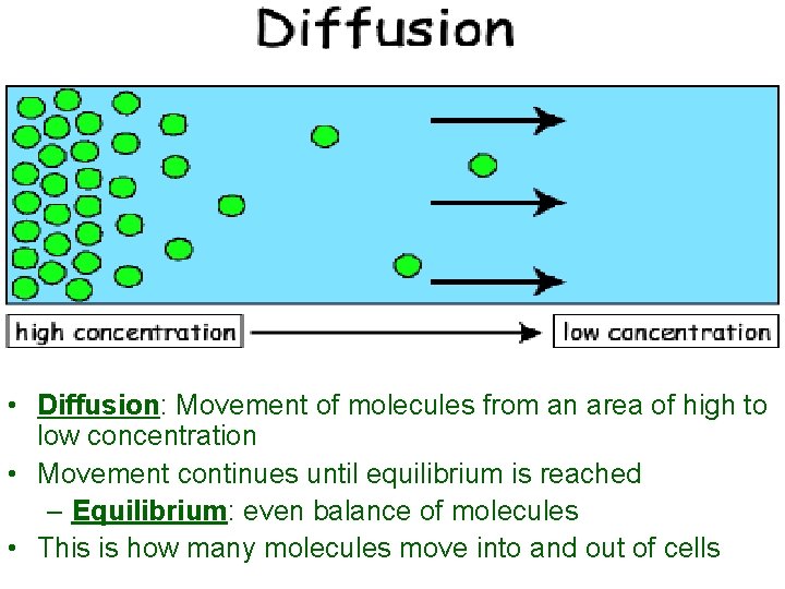  • Diffusion: Movement of molecules from an area of high to low concentration