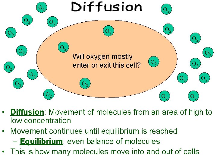 O 2 O 2 O 2 Will oxygen mostly enter or exit this cell?