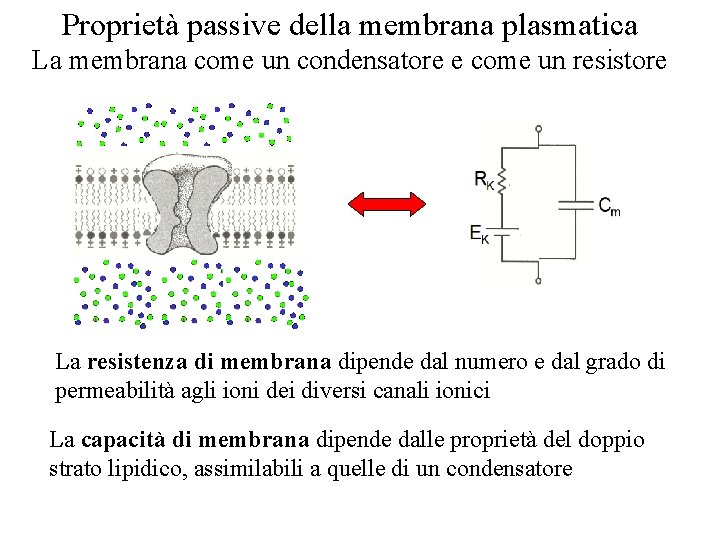 Proprietà passive della membrana plasmatica La membrana come un condensatore e come un resistore