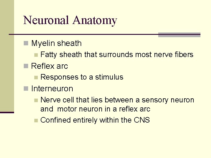 Neuronal Anatomy n Myelin sheath n Fatty sheath that surrounds most nerve fibers n