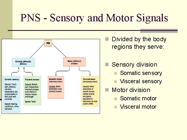 PNS - Sensory and Motor Signals n Divided by the body regions they serve: