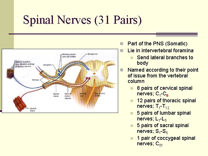 Spinal Nerves (31 Pairs) n Part of the PNS (Somatic) n Lie in intervertebral