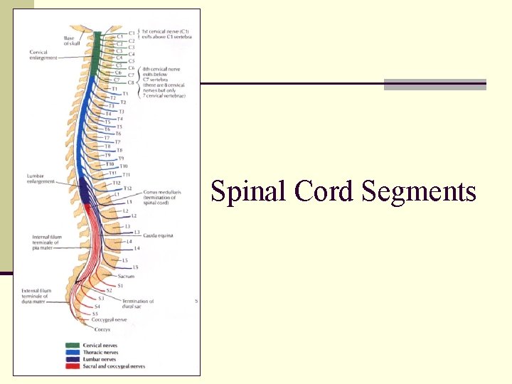 Spinal Cord Segments 