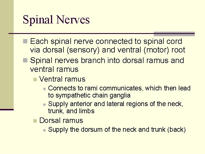 Spinal Nerves n Each spinal nerve connected to spinal cord via dorsal (sensory) and