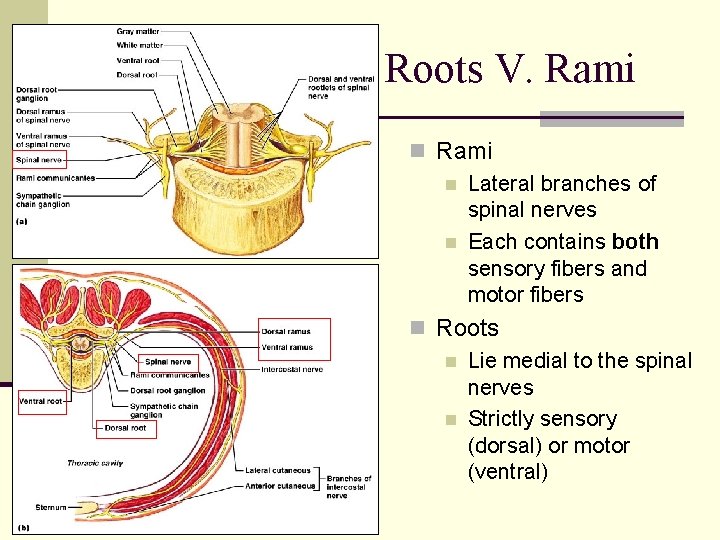 Roots V. Rami n Lateral branches of spinal nerves n Each contains both sensory