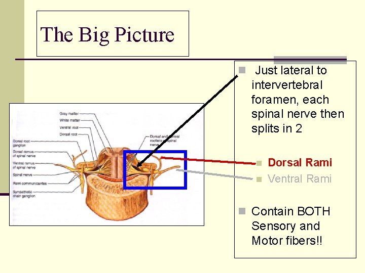 The Big Picture n Just lateral to intervertebral foramen, each spinal nerve then splits