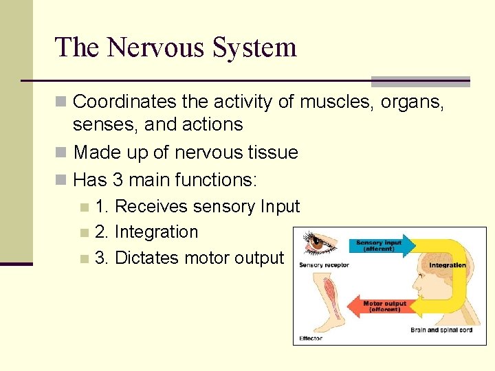 The Nervous System n Coordinates the activity of muscles, organs, senses, and actions n