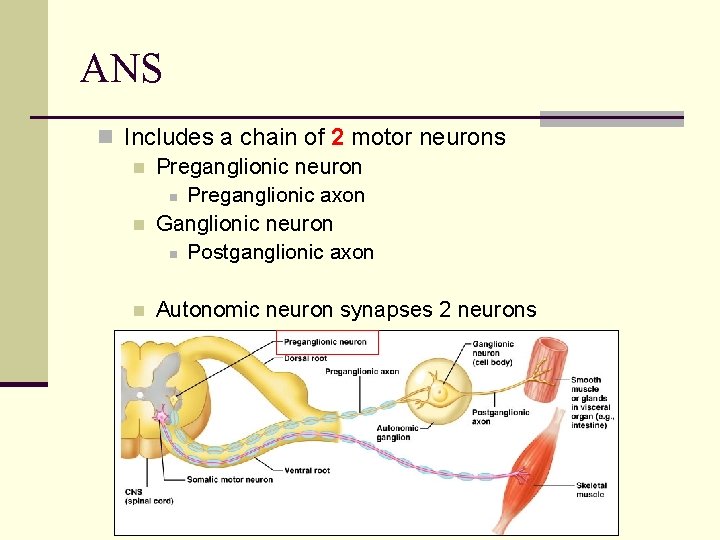 ANS n Includes a chain of 2 motor neurons n Preganglionic neuron n Preganglionic