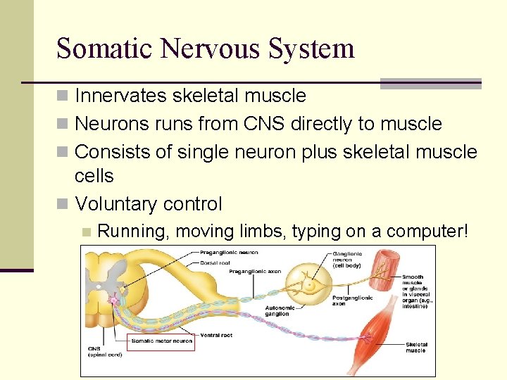 Somatic Nervous System n Innervates skeletal muscle n Neurons runs from CNS directly to