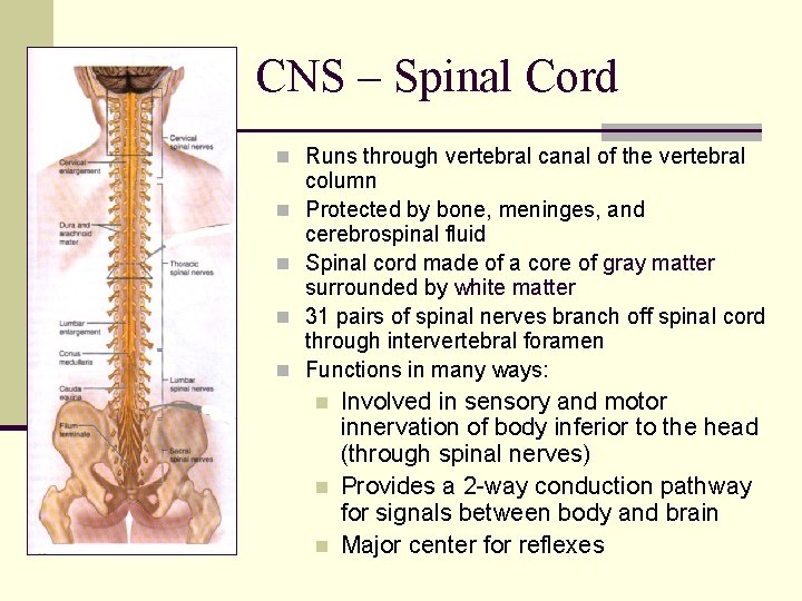 CNS – Spinal Cord n Runs through vertebral canal of the vertebral n n
