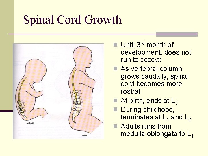 Spinal Cord Growth n Until 3 rd month of n n development, does not