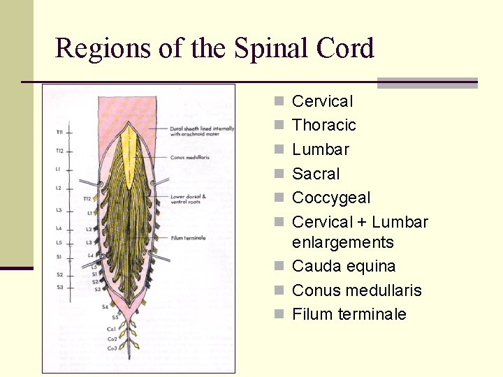 Regions of the Spinal Cord n Cervical n Thoracic n Lumbar n Sacral n