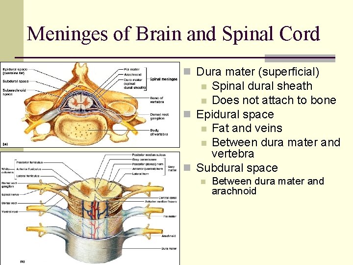 Meninges of Brain and Spinal Cord n Dura mater (superficial) Spinal dural sheath n