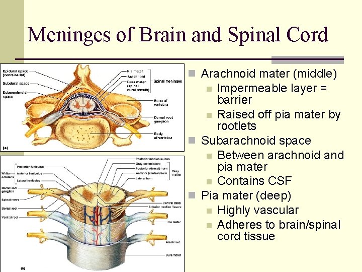 Meninges of Brain and Spinal Cord n Arachnoid mater (middle) Impermeable layer = barrier