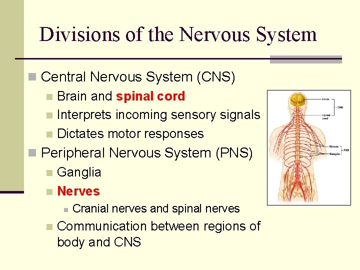 Divisions of the Nervous System n Central Nervous System (CNS) n Brain and spinal