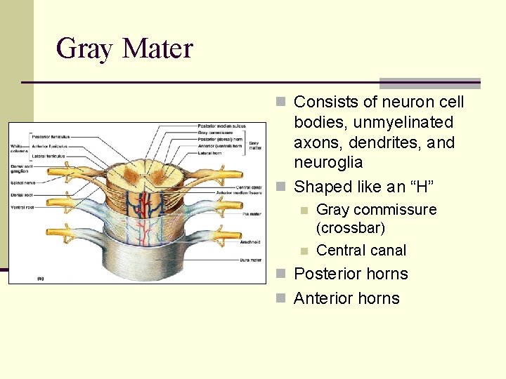 Gray Mater n Consists of neuron cell bodies, unmyelinated axons, dendrites, and neuroglia n