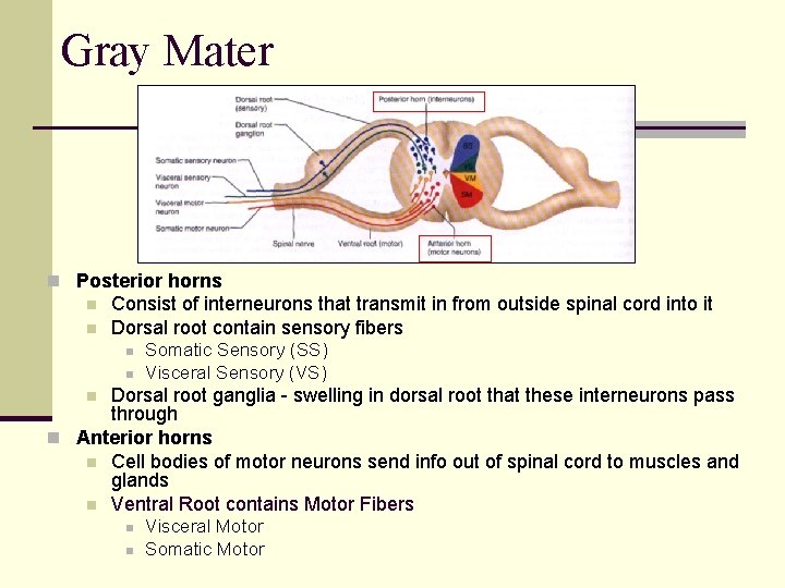 Gray Mater n Posterior horns n n Consist of interneurons that transmit in from