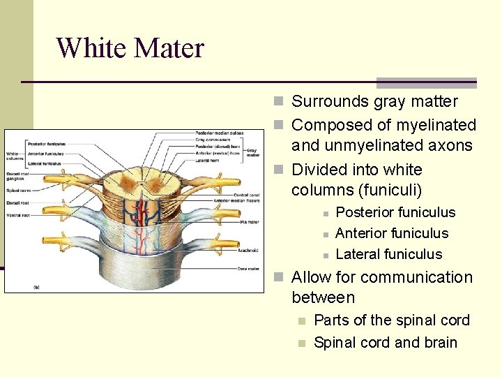 White Mater n Surrounds gray matter n Composed of myelinated and unmyelinated axons n