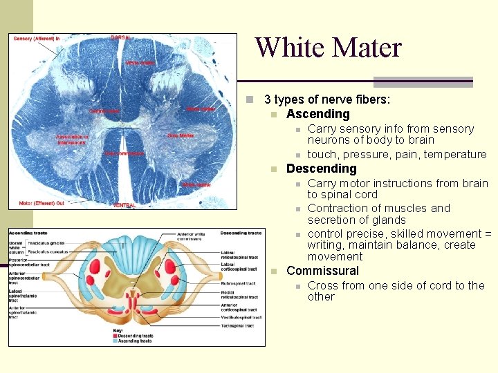 White Mater n 3 types of nerve fibers: n Ascending n n n Descending