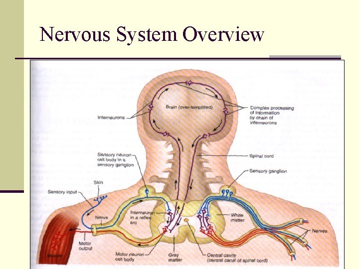 Nervous System Overview 