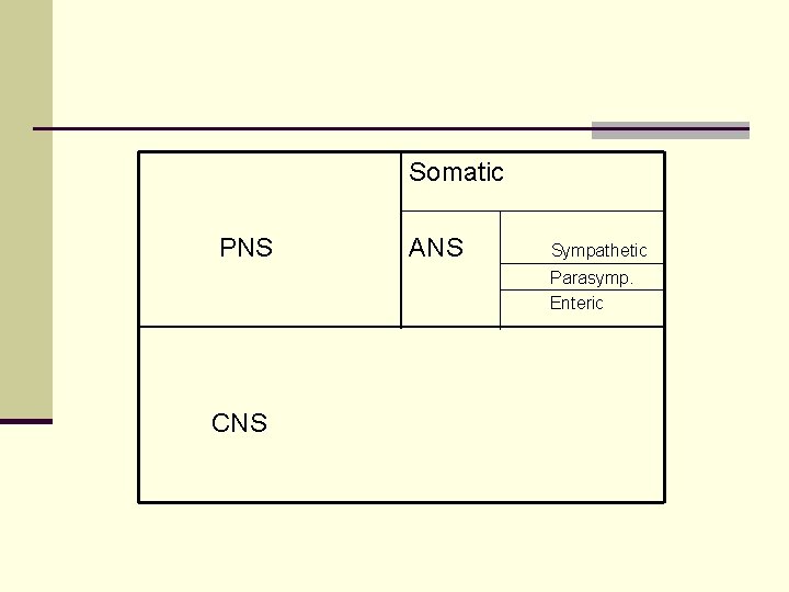 Somatic PNS ANS Sympathetic Parasymp. Enteric CNS 