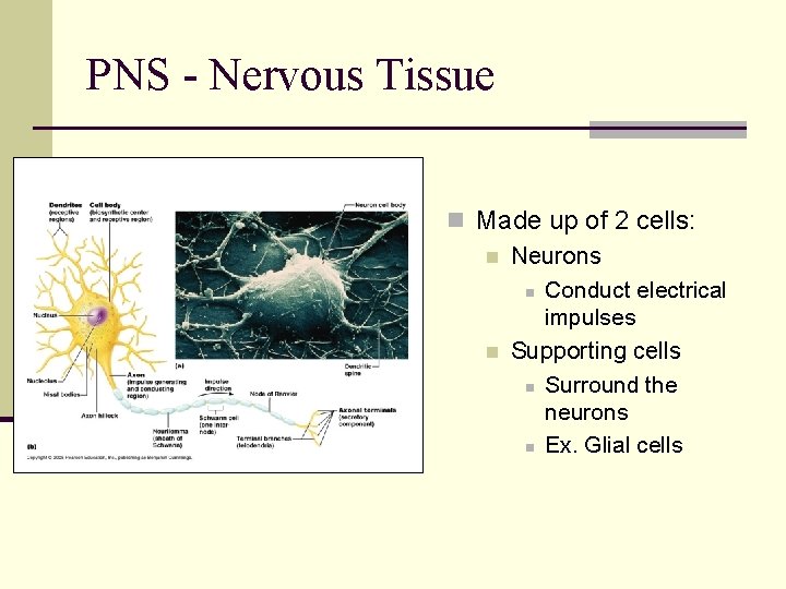 PNS - Nervous Tissue n Made up of 2 cells: n Neurons n Conduct