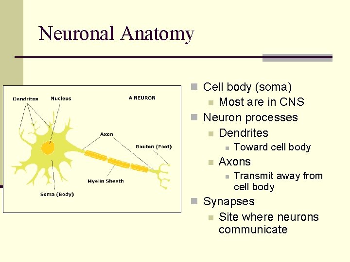 Neuronal Anatomy n Cell body (soma) Most are in CNS n Neuron processes n