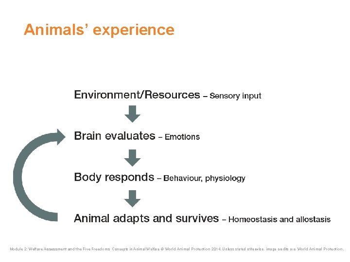 Animals’ experience Module 2: Welfare Assessment and the Five Freedoms Concepts in Animal Welfare Animals’ experience Module 2: Welfare Assessment and the Five Freedoms Concepts in Animal Welfare