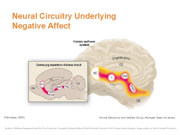 Neural Circuitry Underlying Negative Affect (Panksepp, 2003) Animal Behaviour and Welfare Group, Michigan State Neural Circuitry Underlying Negative Affect (Panksepp, 2003) Animal Behaviour and Welfare Group, Michigan State