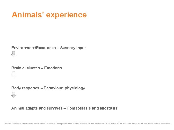 Animals’ experience Environment/Resources – Sensory input Brain evaluates – Emotions Body responds – Behaviour, Animals’ experience Environment/Resources – Sensory input Brain evaluates – Emotions Body responds – Behaviour,