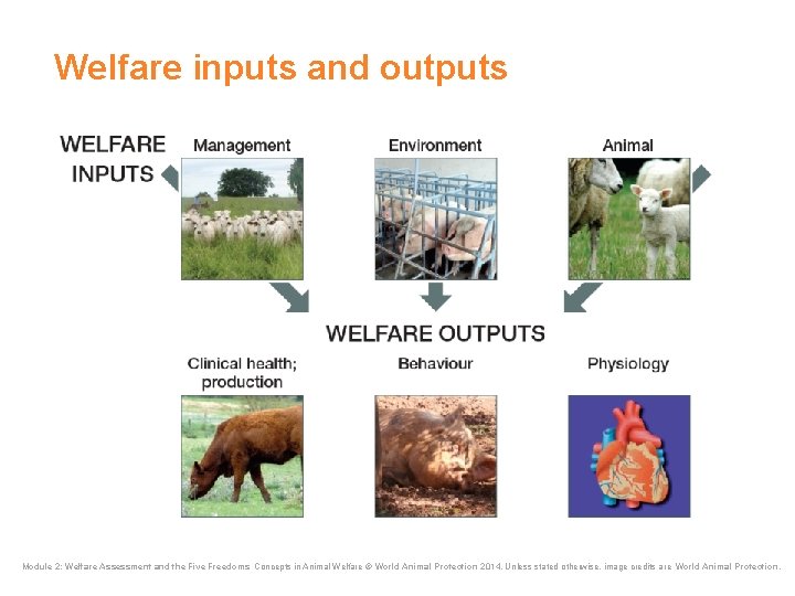 Welfare inputs and outputs Module 2: Welfare Assessment and the Five Freedoms Concepts in Welfare inputs and outputs Module 2: Welfare Assessment and the Five Freedoms Concepts in