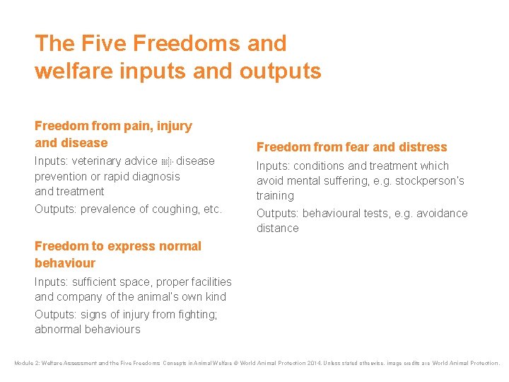 The Five Freedoms and welfare inputs and outputs Freedom from pain, injury and disease The Five Freedoms and welfare inputs and outputs Freedom from pain, injury and disease