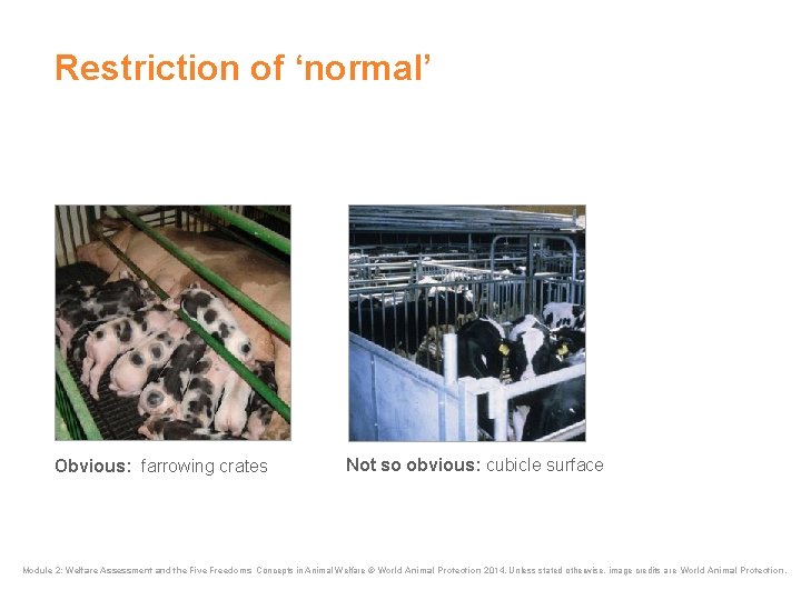Restriction of ‘normal’ Obvious: farrowing crates Not so obvious: cubicle surface Module 2: Welfare Restriction of ‘normal’ Obvious: farrowing crates Not so obvious: cubicle surface Module 2: Welfare
