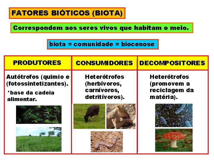 FATORES BIÓTICOS (BIOTA) Correspondem aos seres vivos que habitam o meio. biota = comunidade
