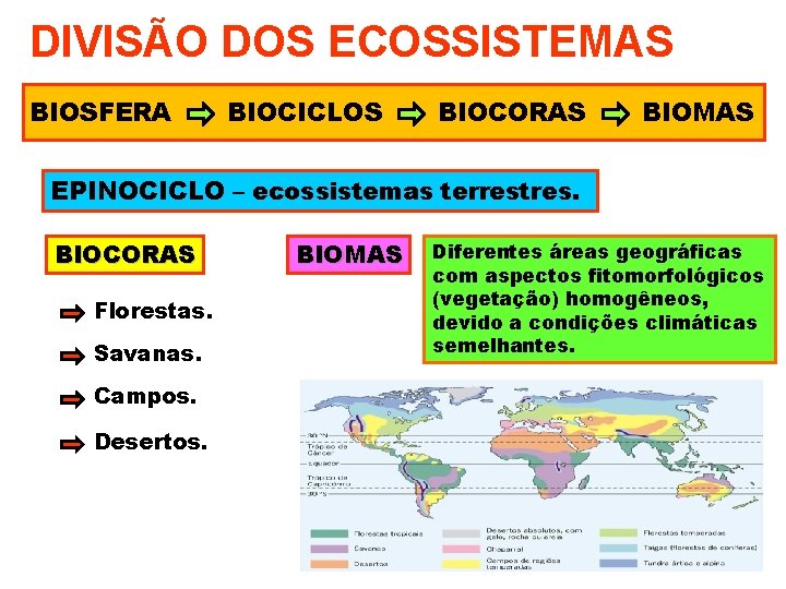 DIVISÃO DOS ECOSSISTEMAS BIOSFERA BIOCICLOS BIOCORAS BIOMAS EPINOCICLO – ecossistemas terrestres. BIOCORAS Florestas. Savanas.