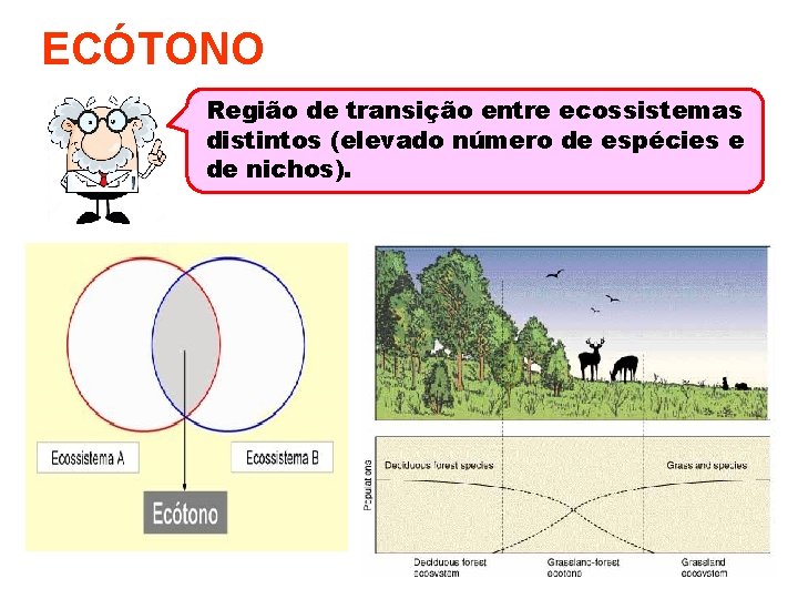 ECÓTONO Região de transição entre ecossistemas distintos (elevado número de espécies e de nichos).