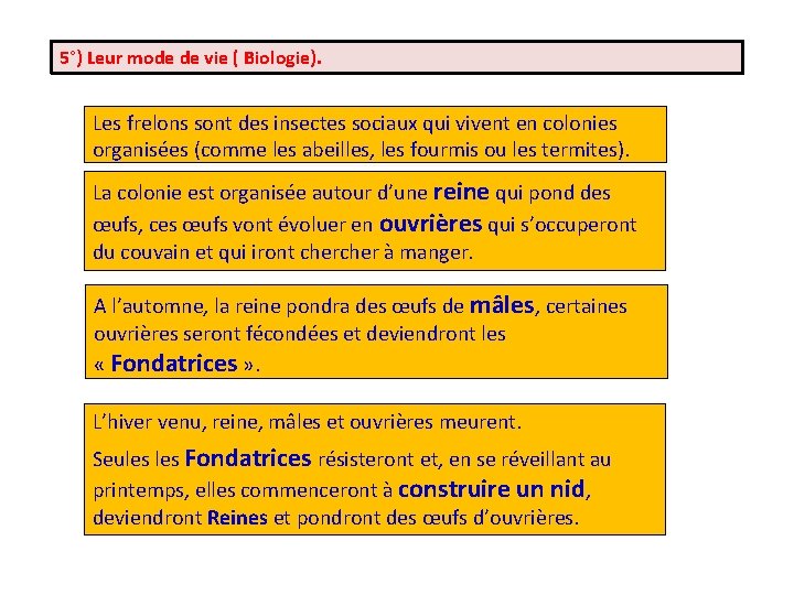 5°) Leur mode de vie ( Biologie). Les frelons sont des insectes sociaux qui