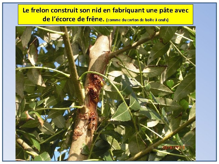 Le frelon construit son nid en fabriquant une pâte avec de l’écorce de frêne.
