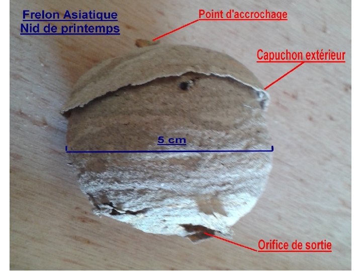 Ils ont décortiqué une branche de frêne. La branche, trop décortiquée a cassé !