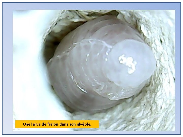 Une larve de frelon dans son alvéole. 