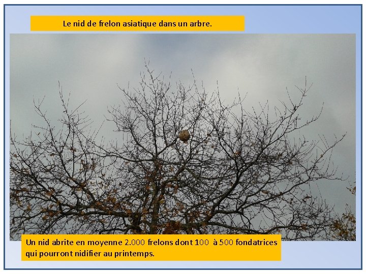 Le nid de frelon asiatique dans un arbre. Un nid abrite en moyenne 2.