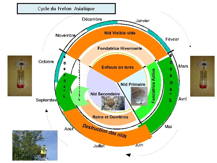 Cycle du Frelon Asiatique 
