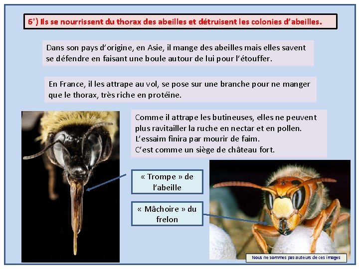 6°) Ils se nourrissent du thorax des abeilles et détruisent les colonies d’abeilles. Dans