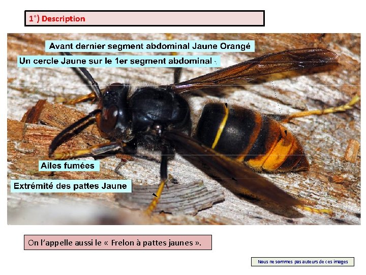 1°) Description On l’appelle aussi le « Frelon à pattes jaunes » . Nous