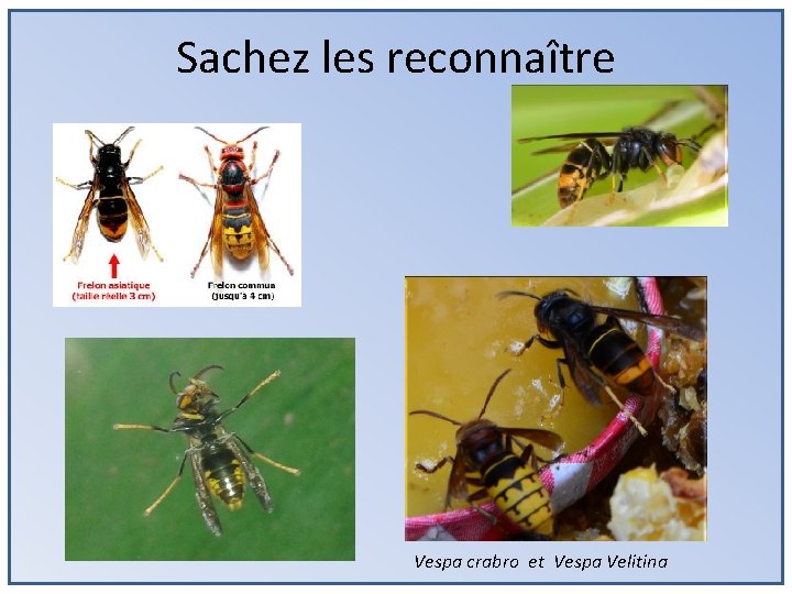 Sachez les reconnaître Vespa crabro et Vespa Velitina 