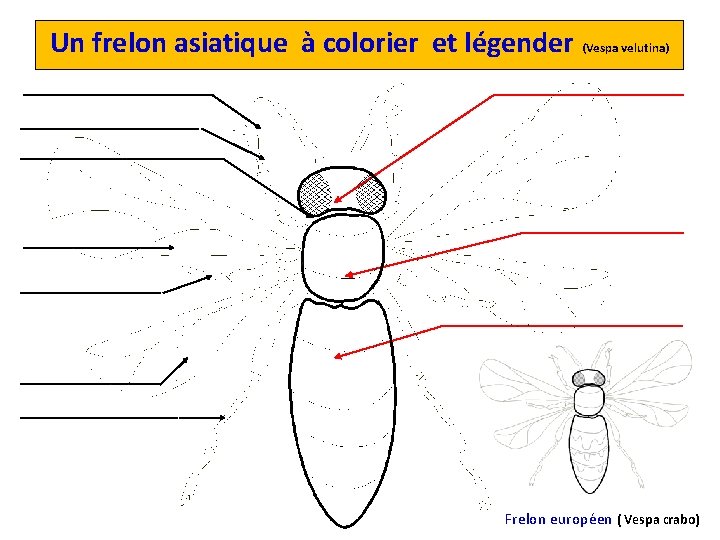 Un frelon asiatique à colorier et légender (Vespa velutina) Frelon européen ( Vespa crabo)