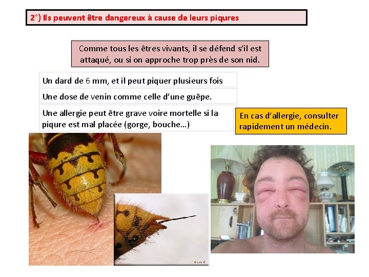2°) Ils peuvent être dangereux à cause de leurs piqures Comme tous les êtres
