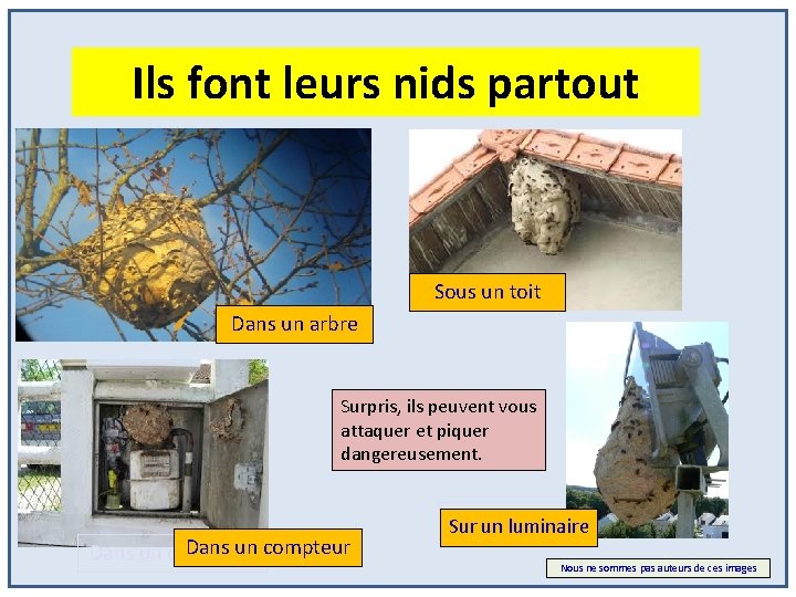 Ils font leurs nids partout Sous un toit Dans un arbre Surpris, ils peuvent