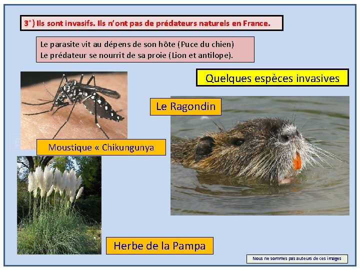 3°) Ils sont invasifs. Ils n’ont pas de prédateurs naturels en France. Le parasite