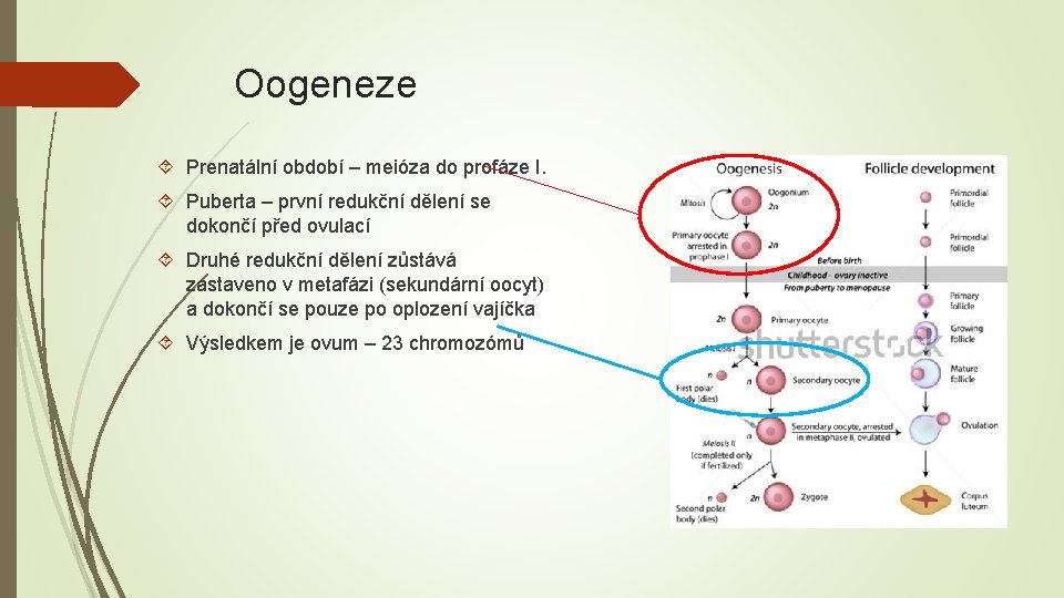 Oogeneze Prenatální období – meióza do profáze I. Puberta – první redukční dělení se